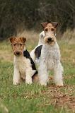 FOX TERRIER 559